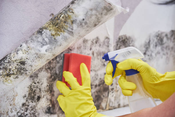 Professional Mold Removal & Remediation in Monette, AR